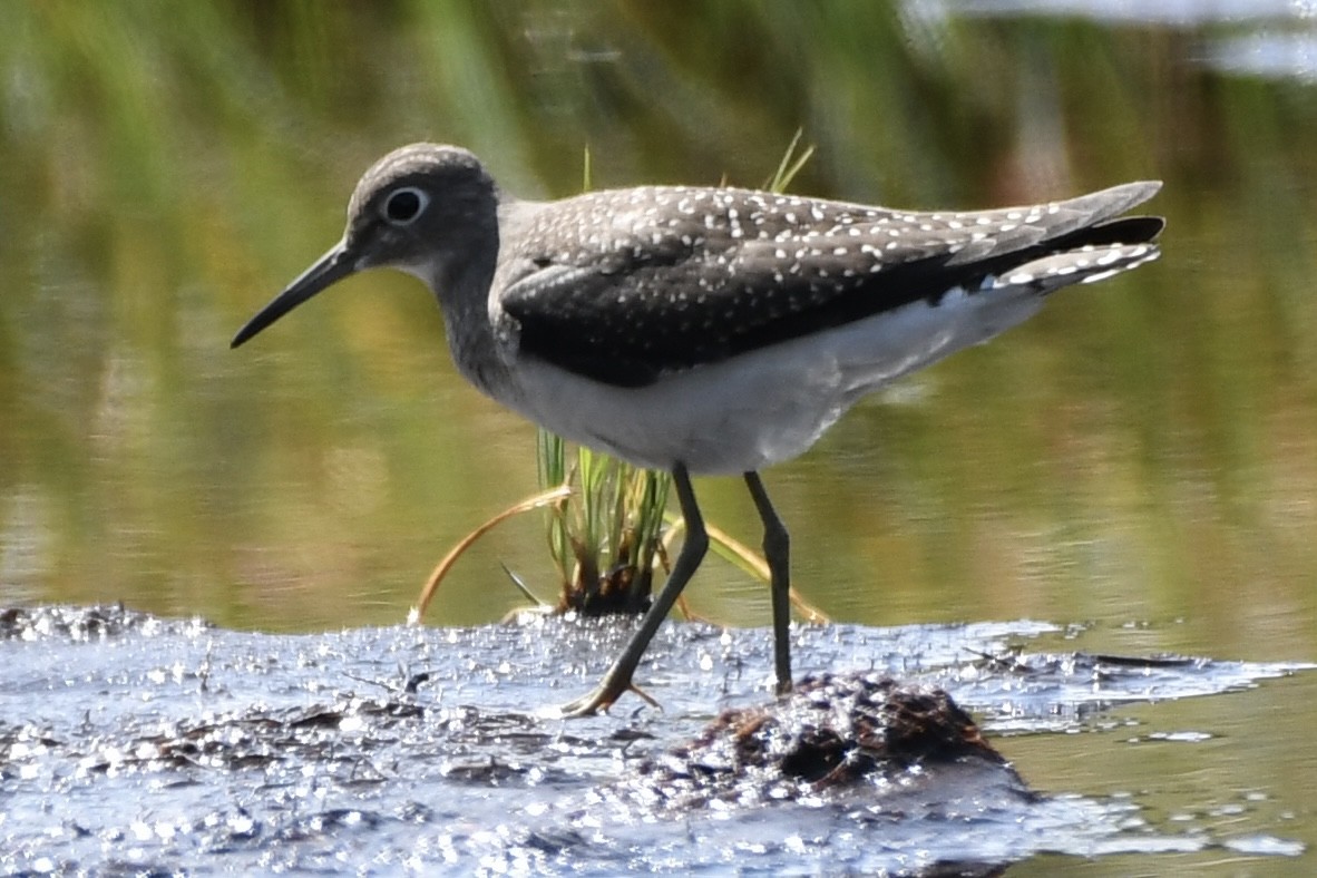 Solitary Sandpiper - ML602247981