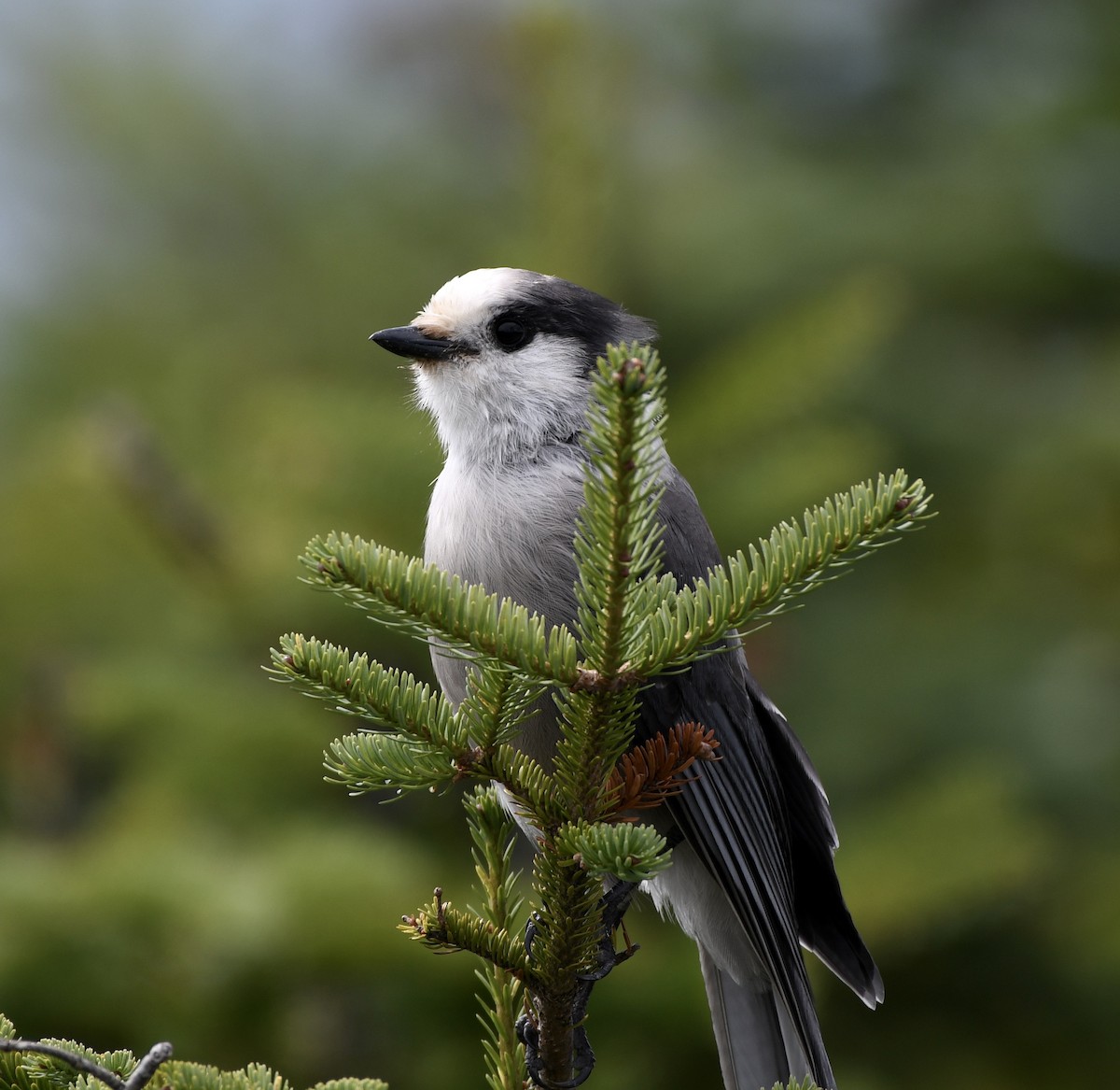 Canada Jay - Brett Hillman