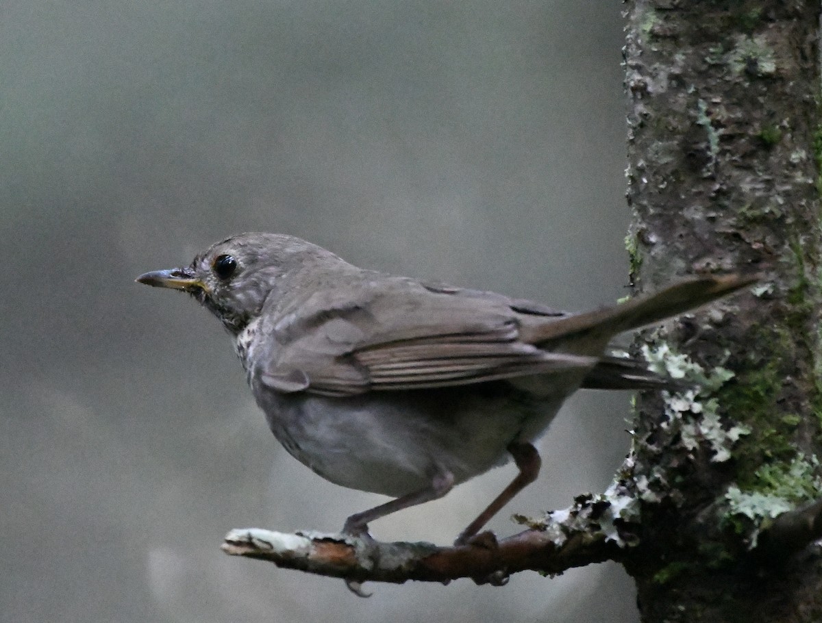 Bicknell's Thrush - Brett Hillman