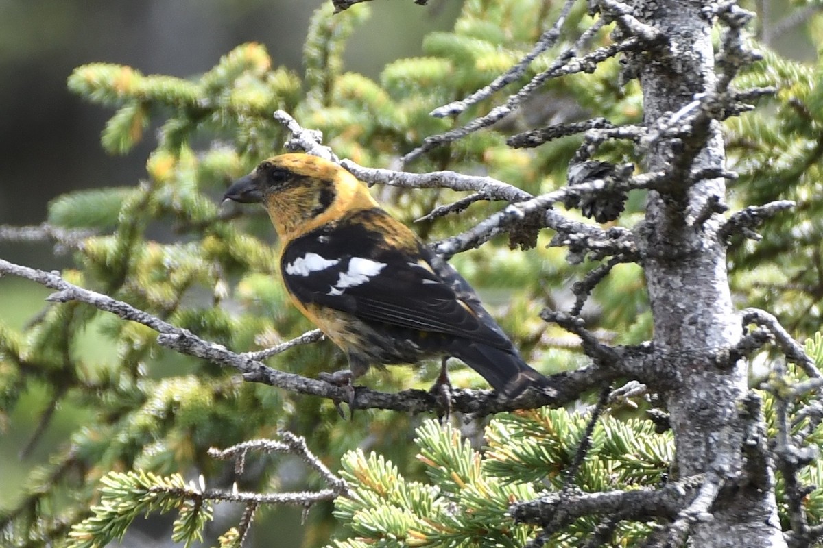 White-winged Crossbill - ML602248081