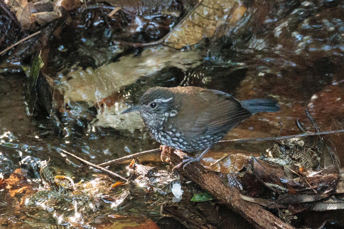 Sharp-tailed Streamcreeper - ML602248221