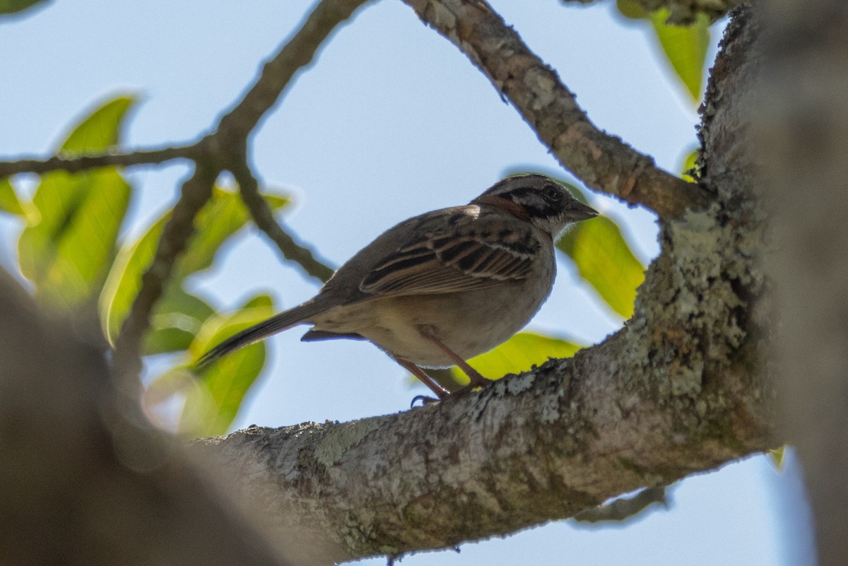 Rufous-collared Sparrow (Rufous-collared) - ML602248331