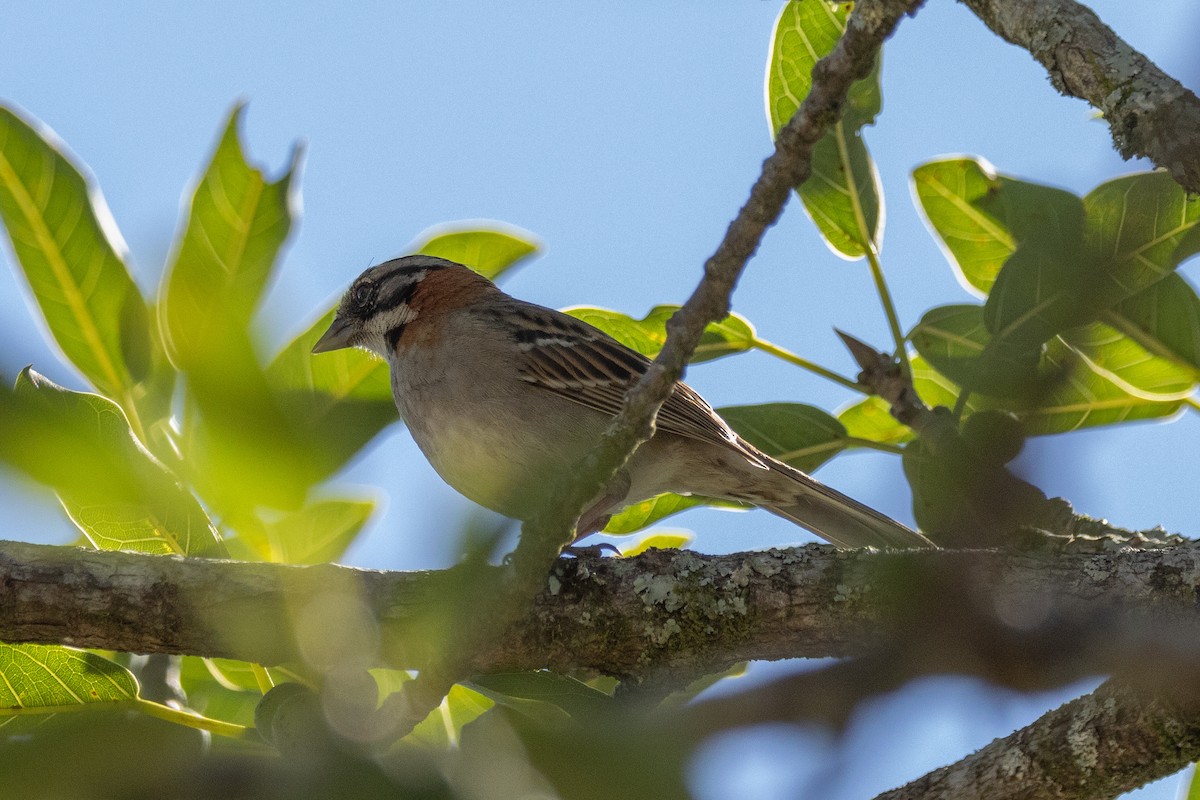 Rufous-collared Sparrow (Rufous-collared) - ML602248341