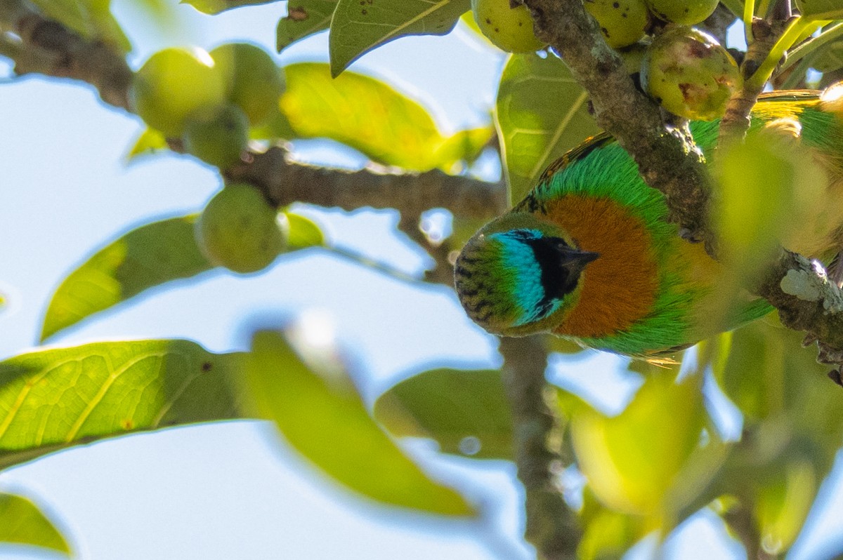 Brassy-breasted Tanager - ML602248451