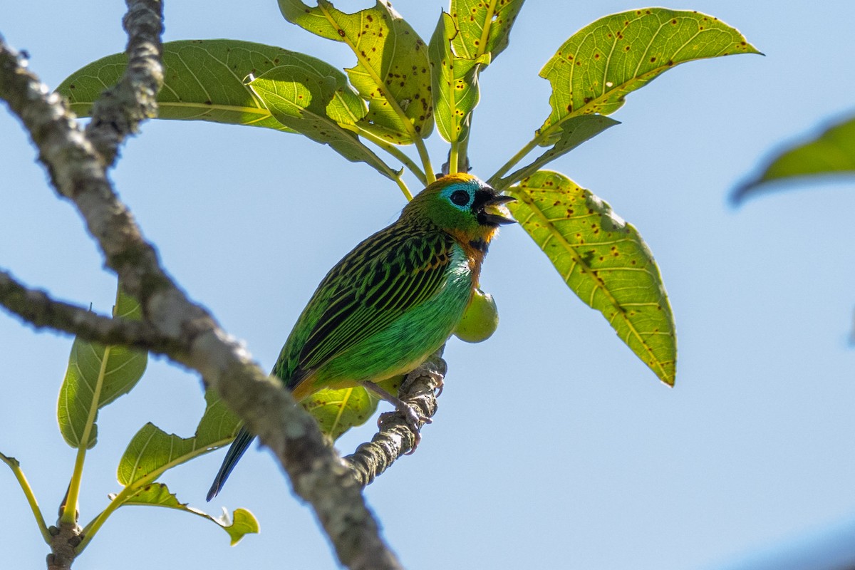 Brassy-breasted Tanager - ML602248461