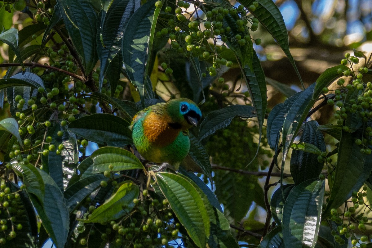 Brassy-breasted Tanager - ML602248471