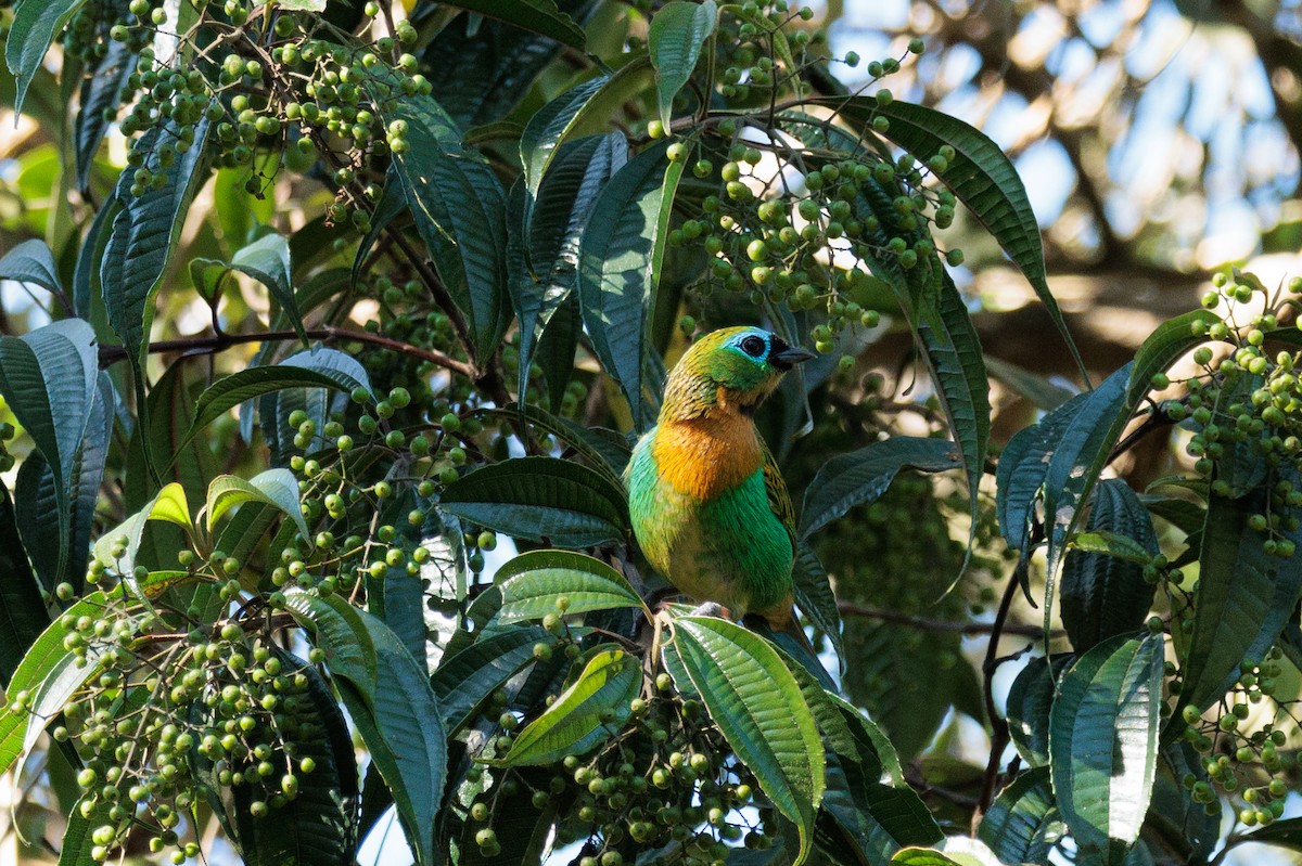 Brassy-breasted Tanager - ML602248481