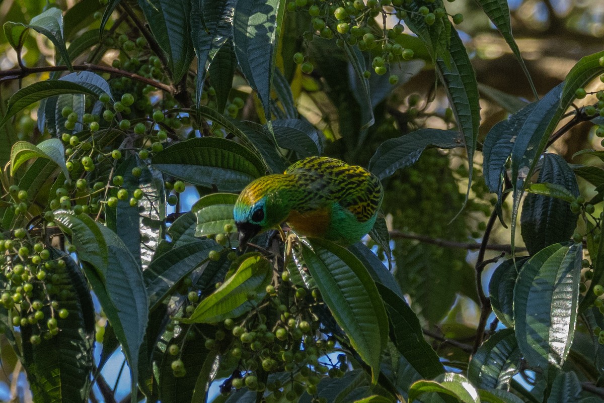 Brassy-breasted Tanager - ML602248491