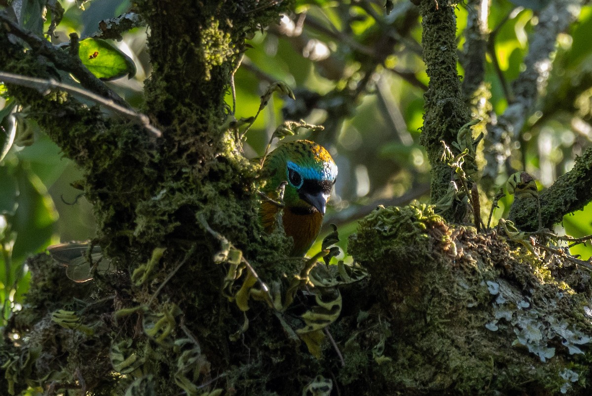 Brassy-breasted Tanager - ML602248501