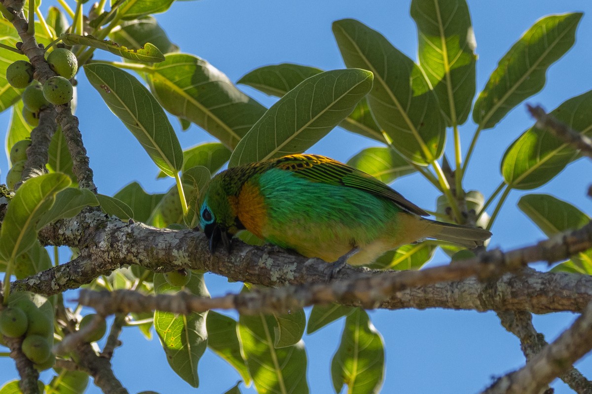 Brassy-breasted Tanager - ML602248511