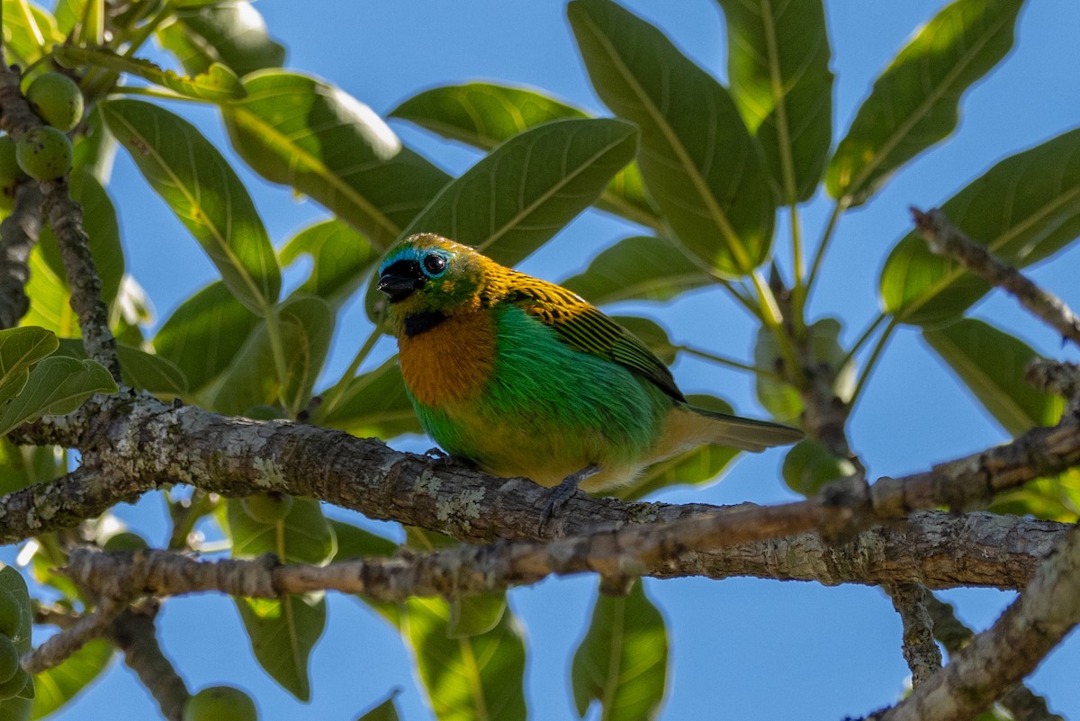 Brassy-breasted Tanager - ML602248521