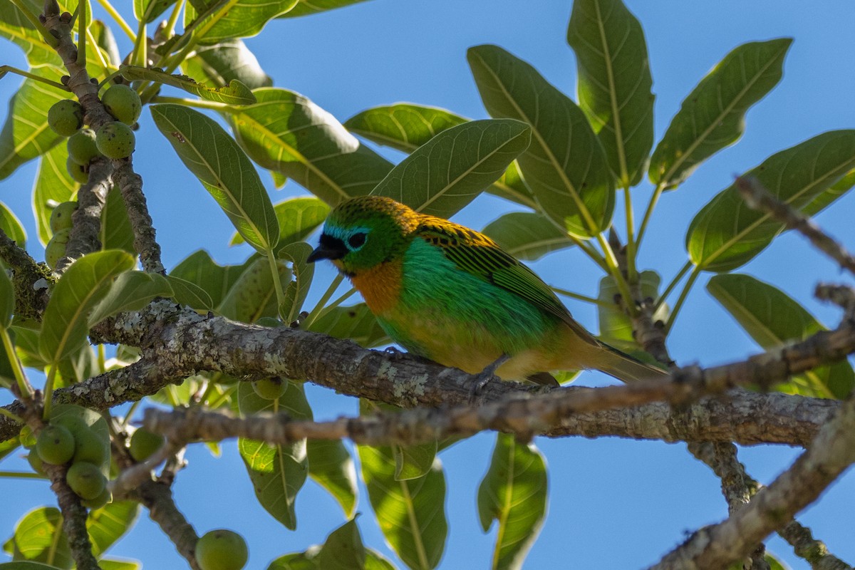 Brassy-breasted Tanager - ML602248541