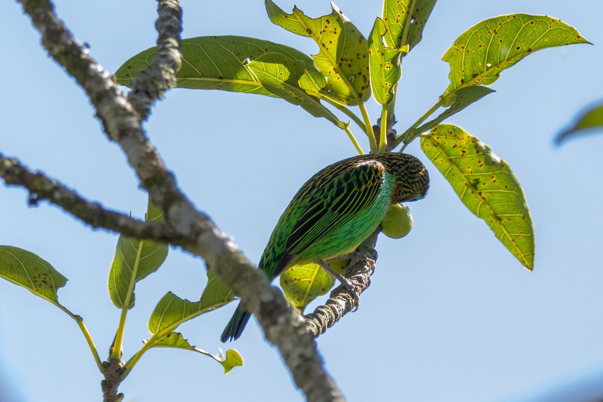 Brassy-breasted Tanager - ML602248551