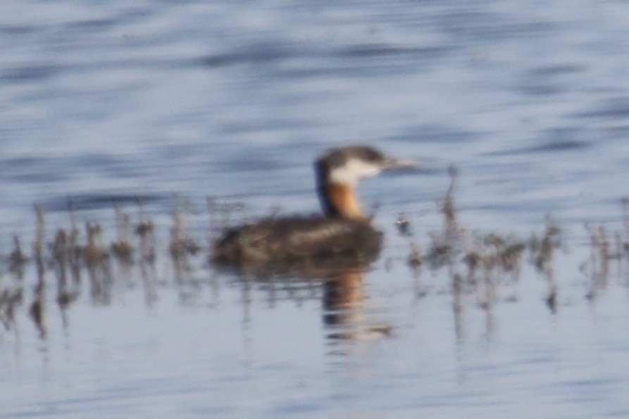 Red-necked Grebe - ML602248941