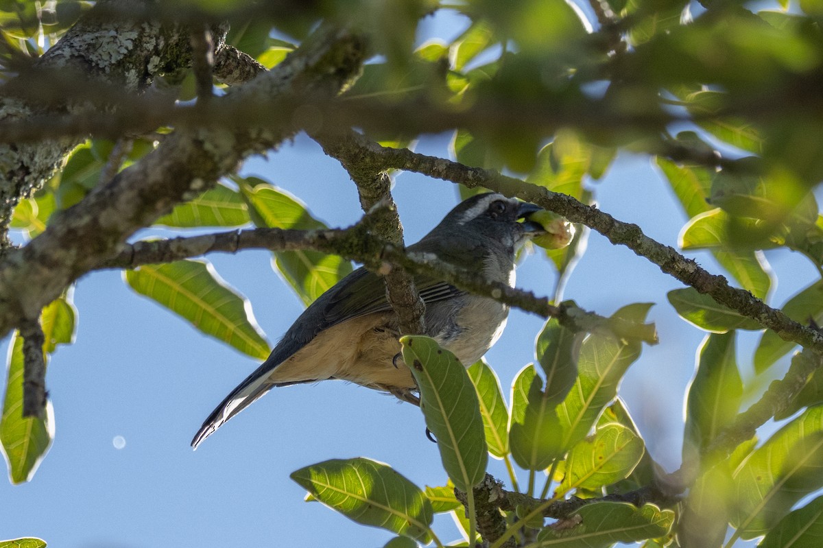 Green-winged Saltator - ML602248951