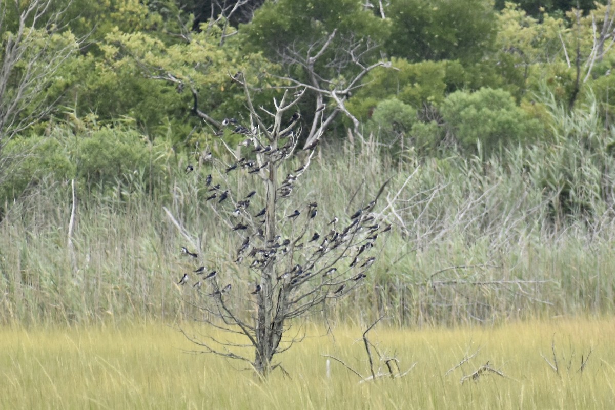 Tree Swallow - ML602249711