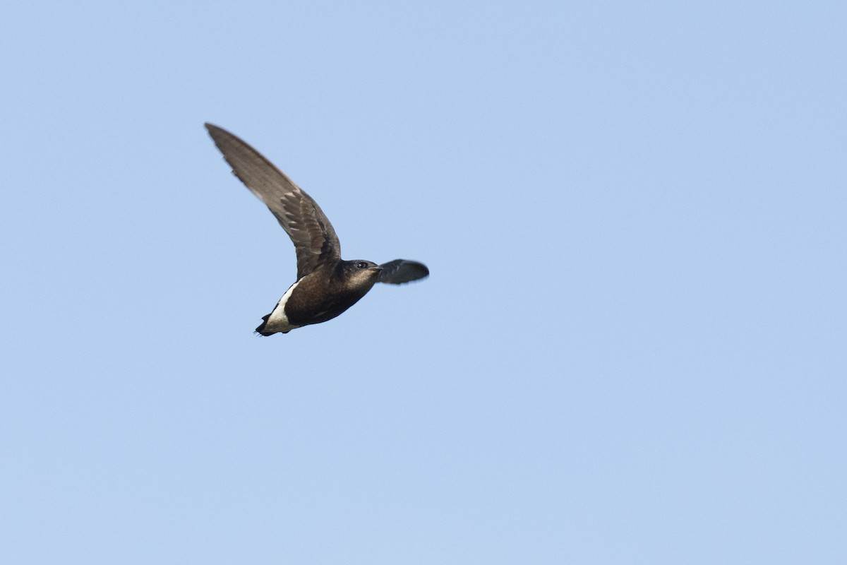 Silver-backed Needletail - ML602249881