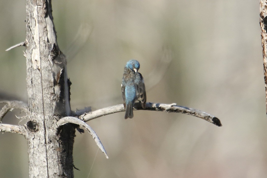 Lazuli Bunting - Eli Weber