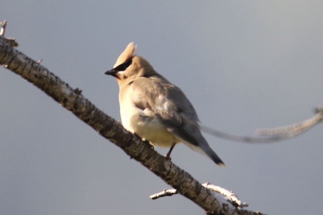 Cedar Waxwing - Eli Weber