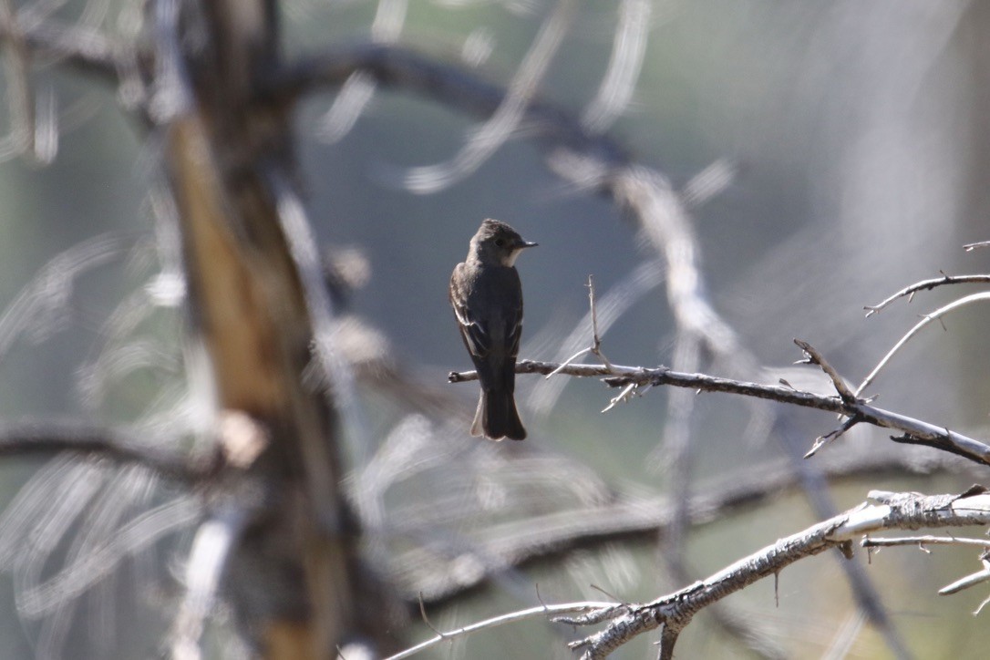 Western Wood-Pewee - Eli Weber