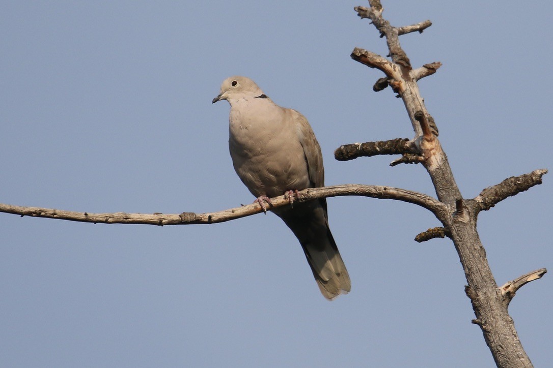 Eurasian Collared-Dove - ML602250861