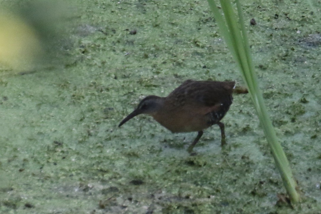 Virginia Rail - Eli Weber