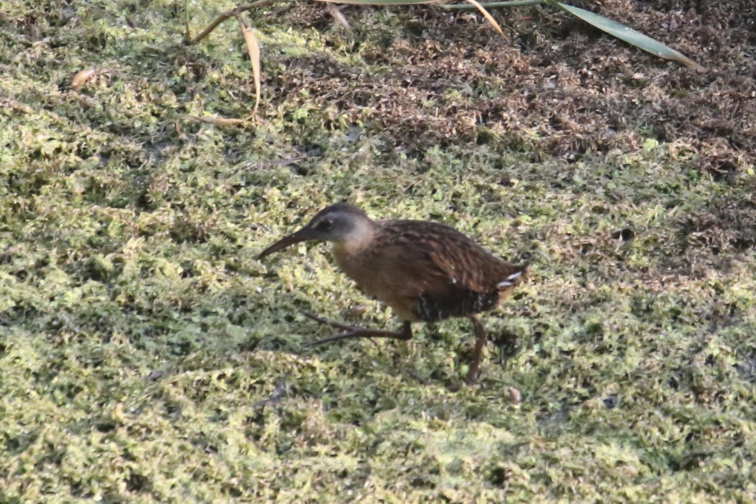 Virginia Rail - ML602250961