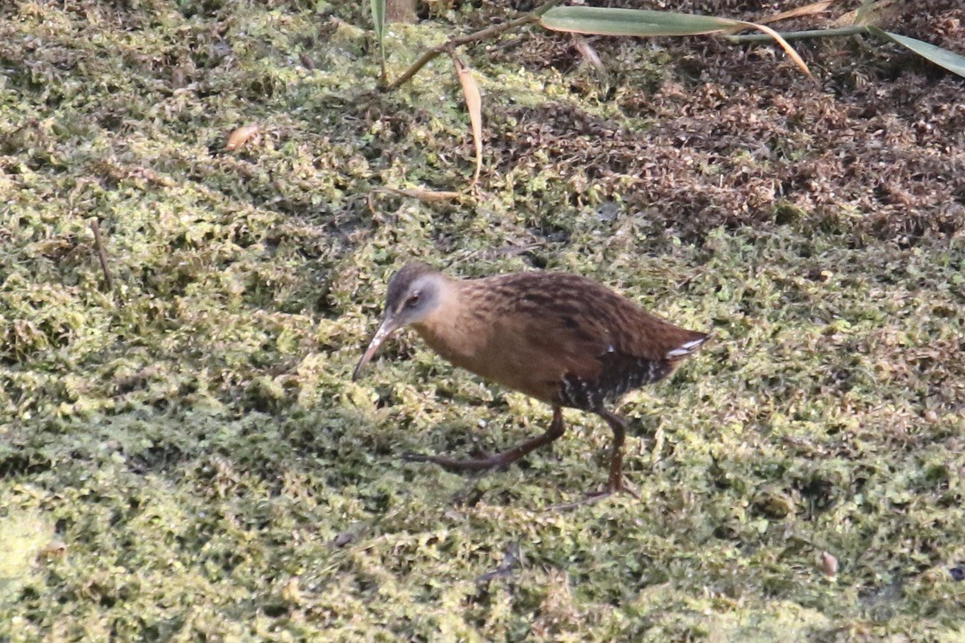 Virginia Rail - Eli Weber