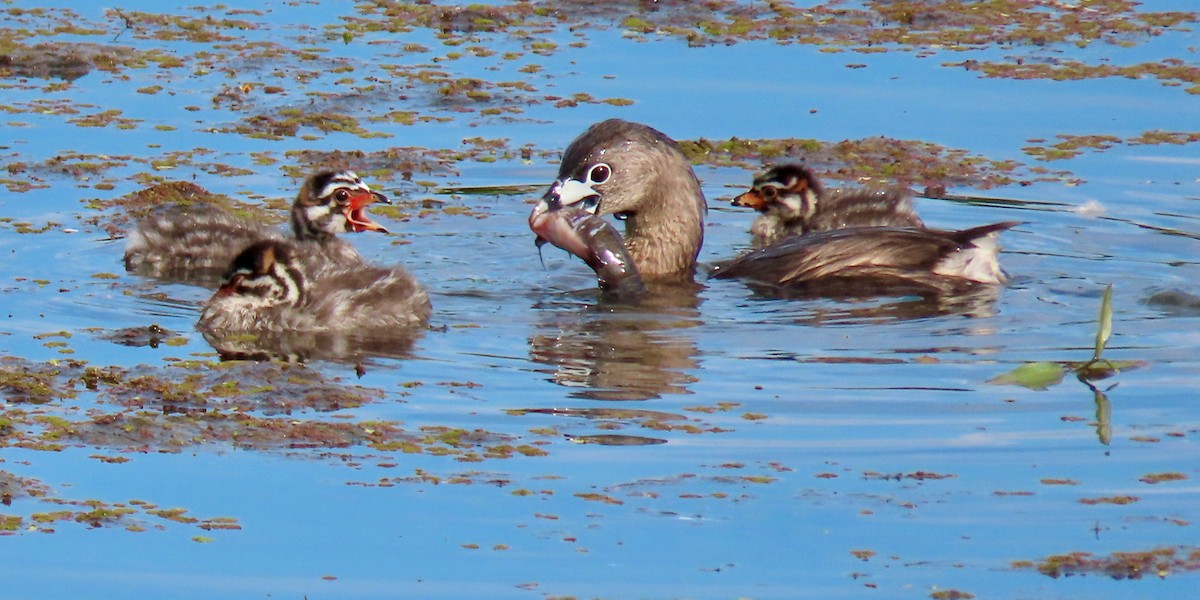 Pied-billed Grebe - ML602251621