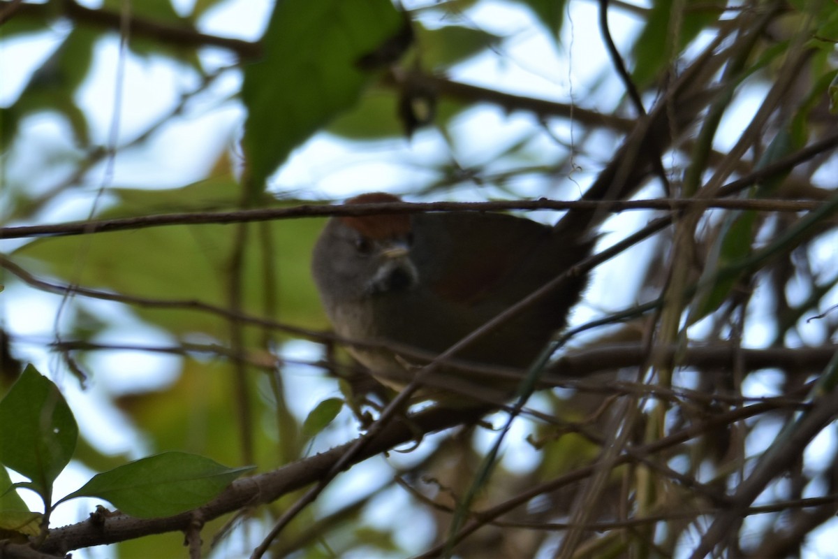 Spix's Spinetail - Victor Leber