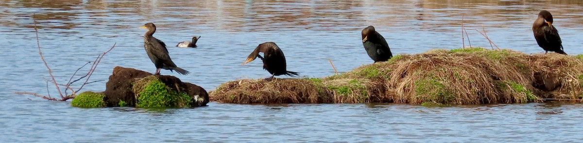 Double-crested Cormorant - ML602254531