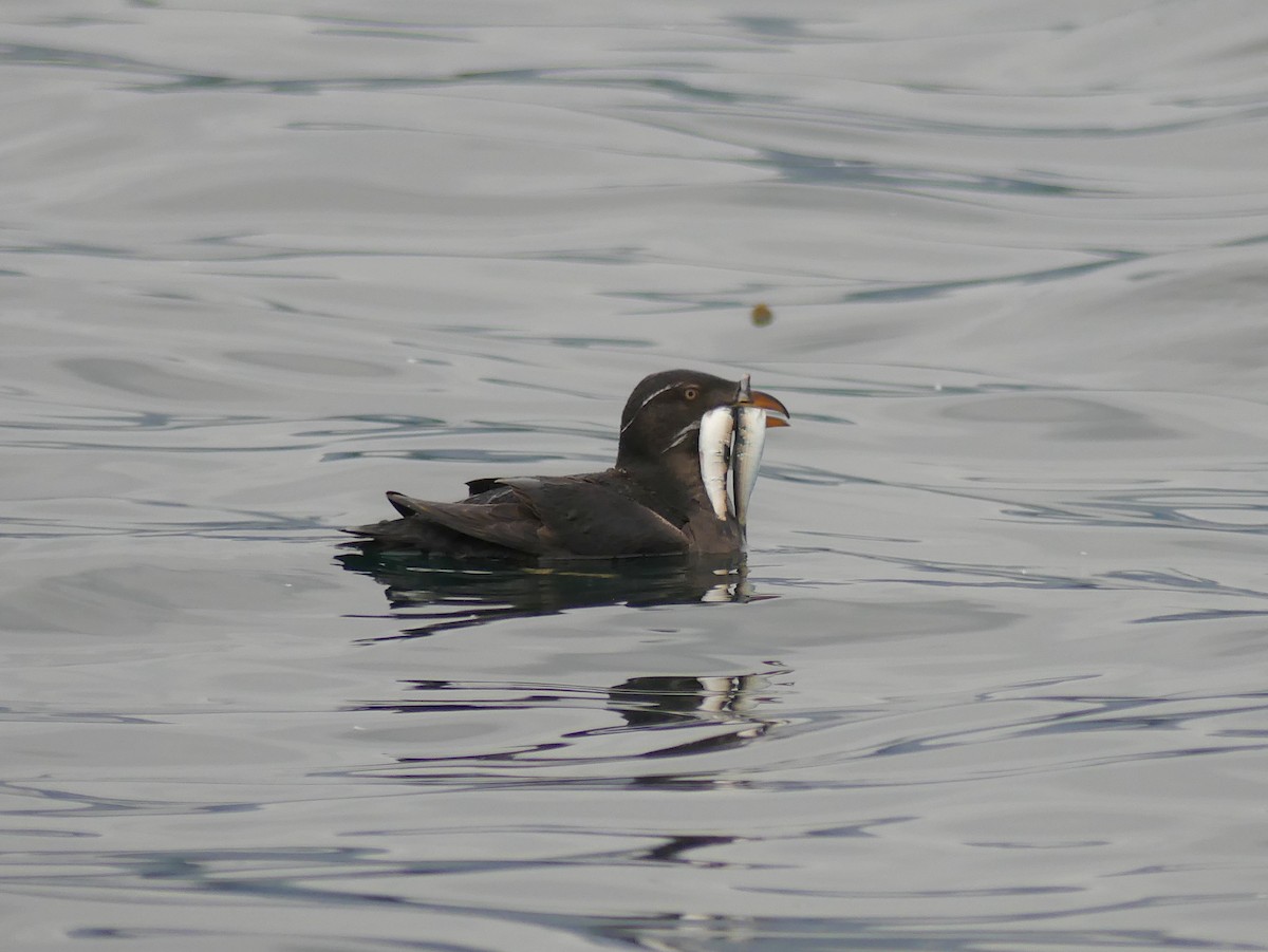 Rhinoceros Auklet - ML602255261