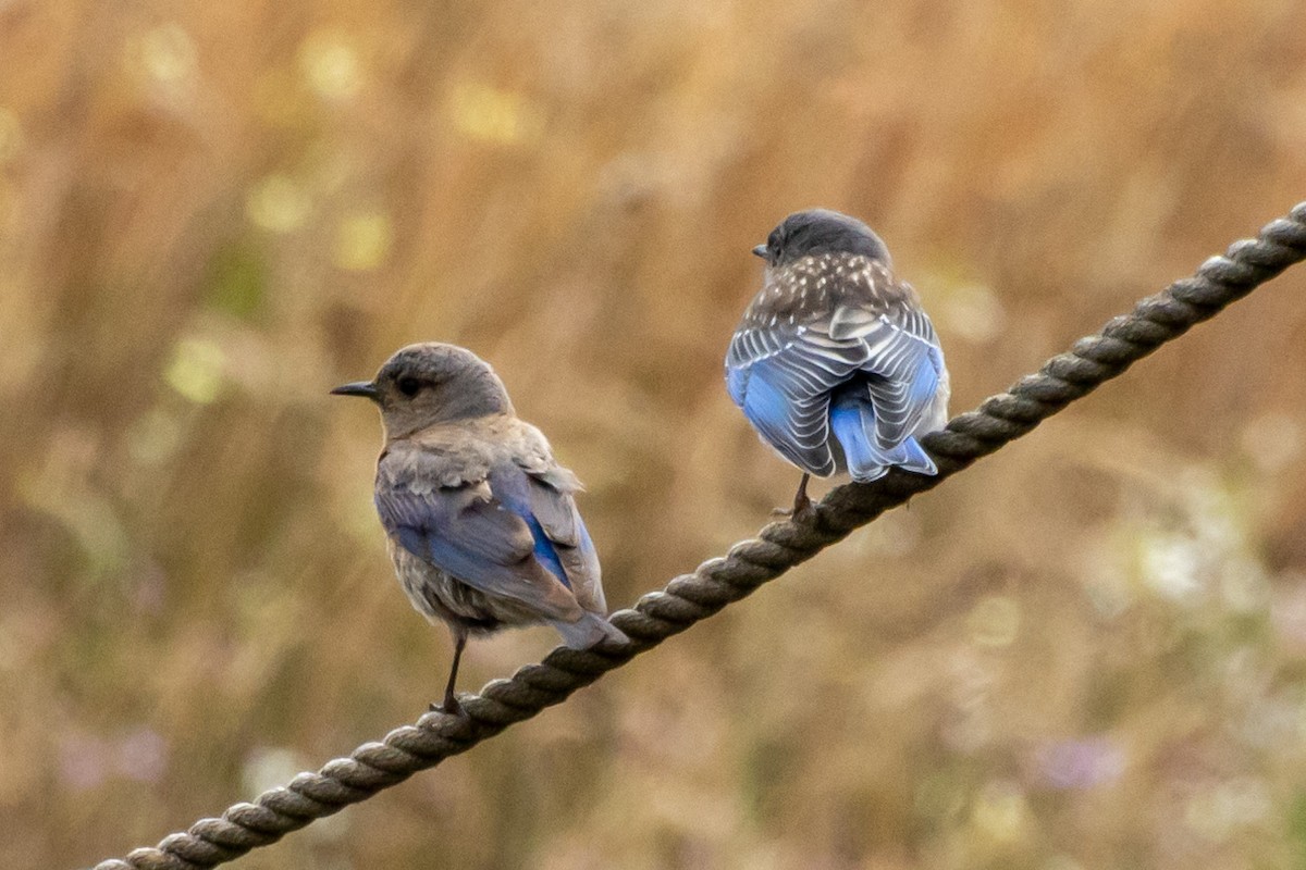 Western Bluebird - ML602255541