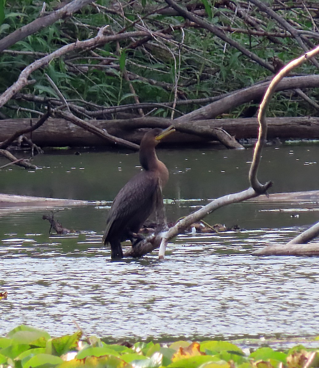 Neotropic Cormorant - ML602257171