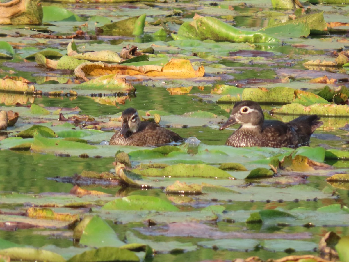 Wood Duck - ML602257251