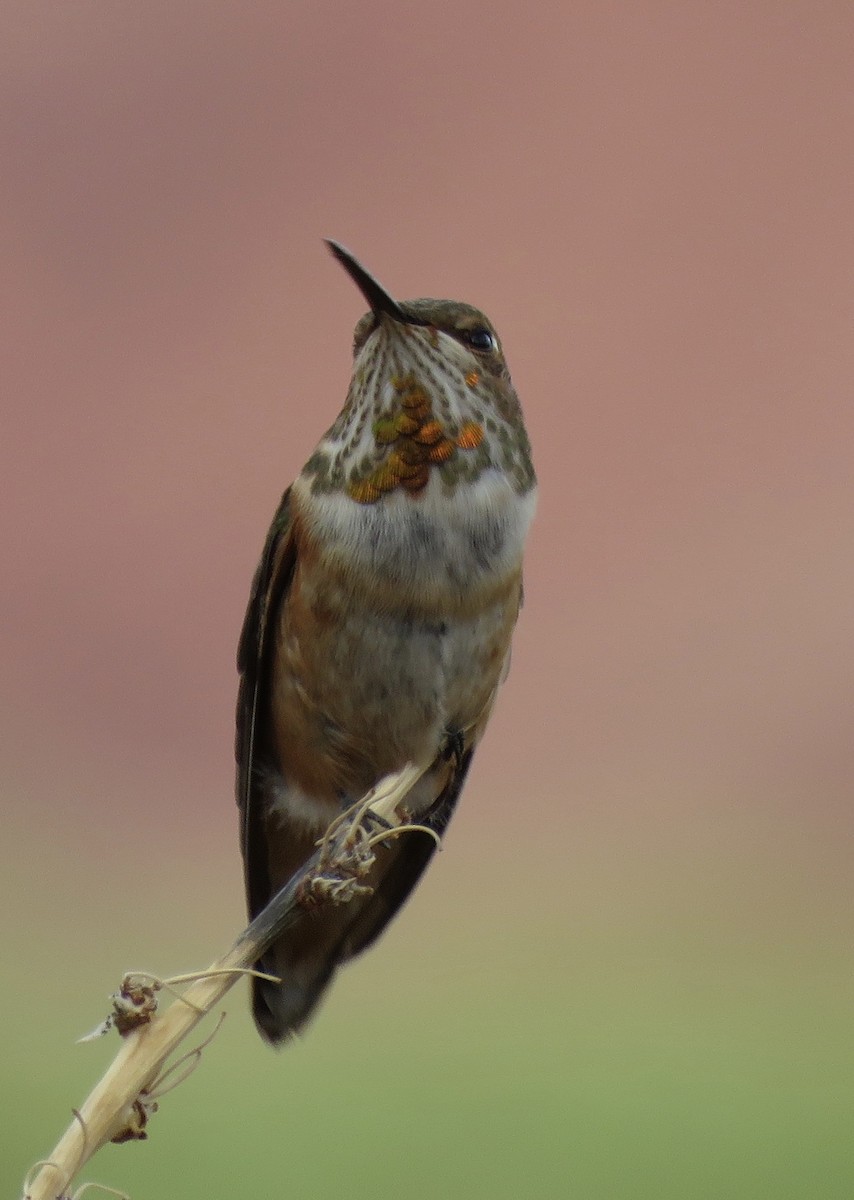 Rufous Hummingbird - ML602257641
