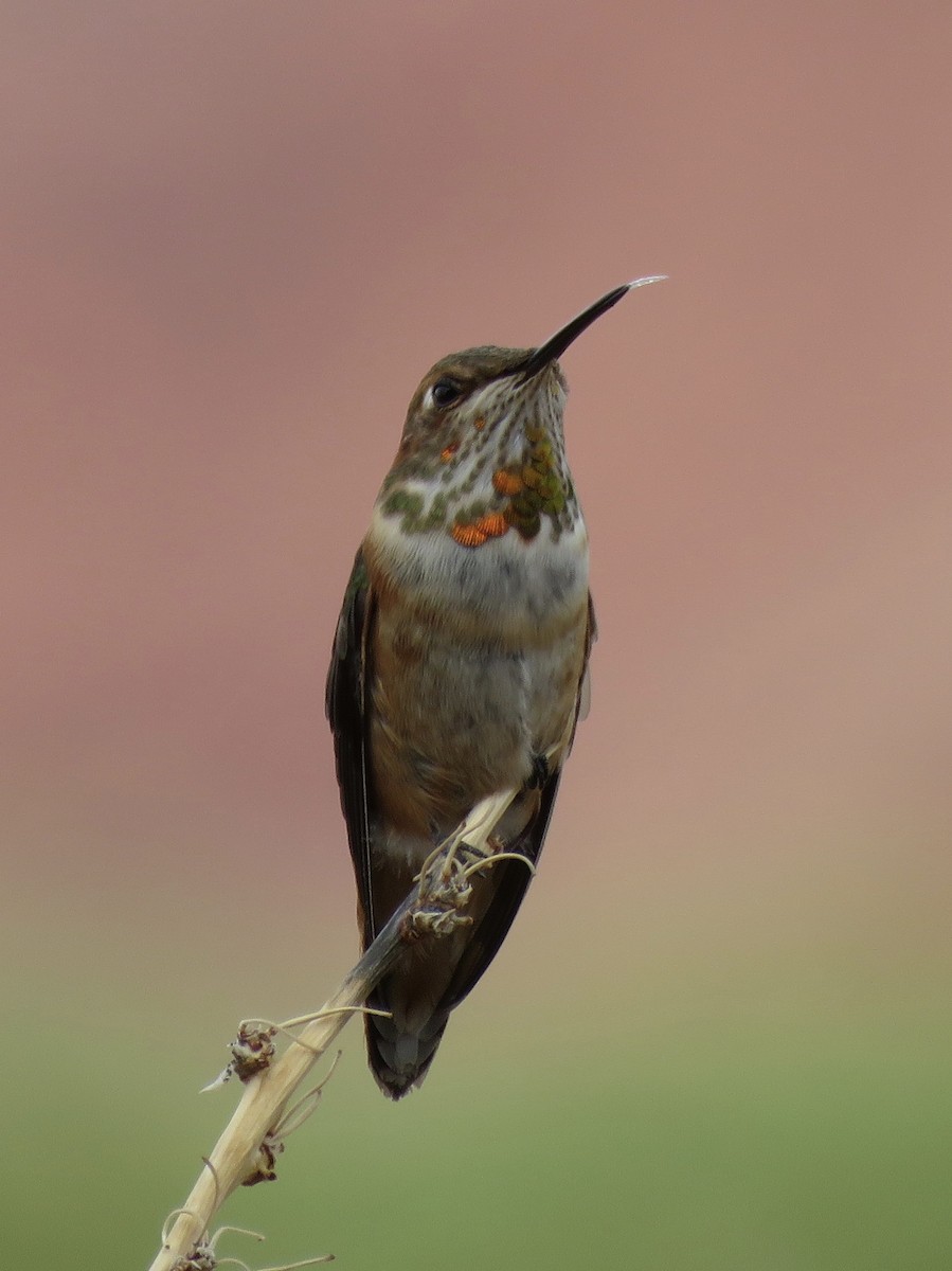 Rufous Hummingbird - ML602257651