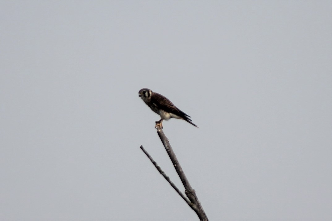 American Kestrel - ML602258491