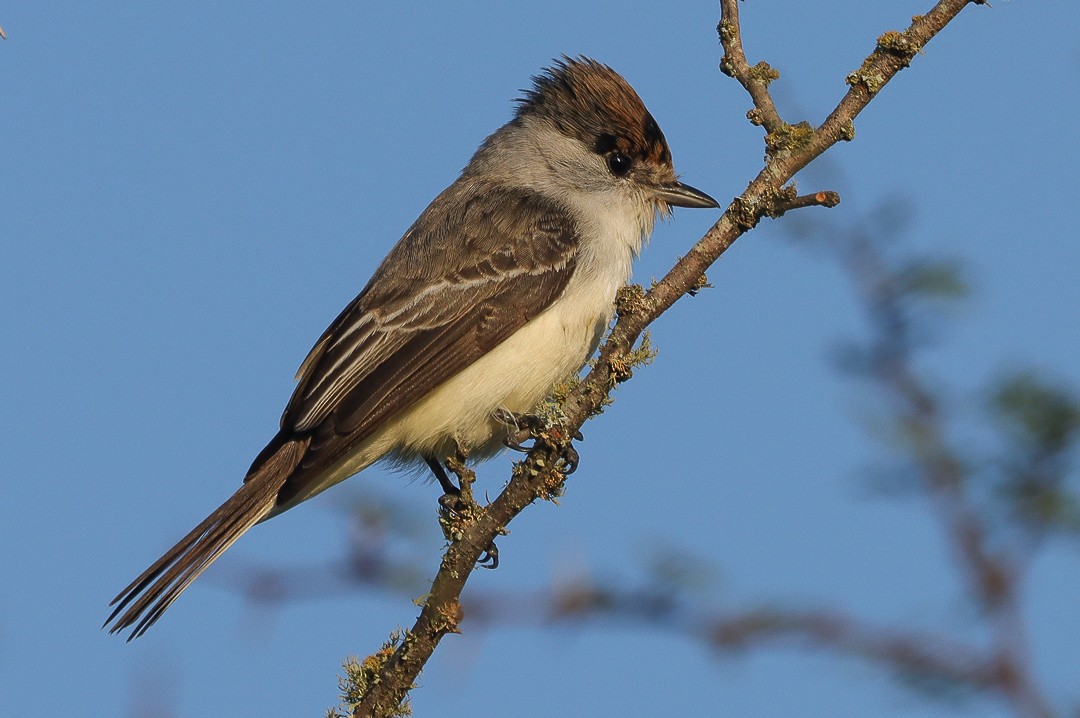 White-naped Xenopsaris - ML602258511