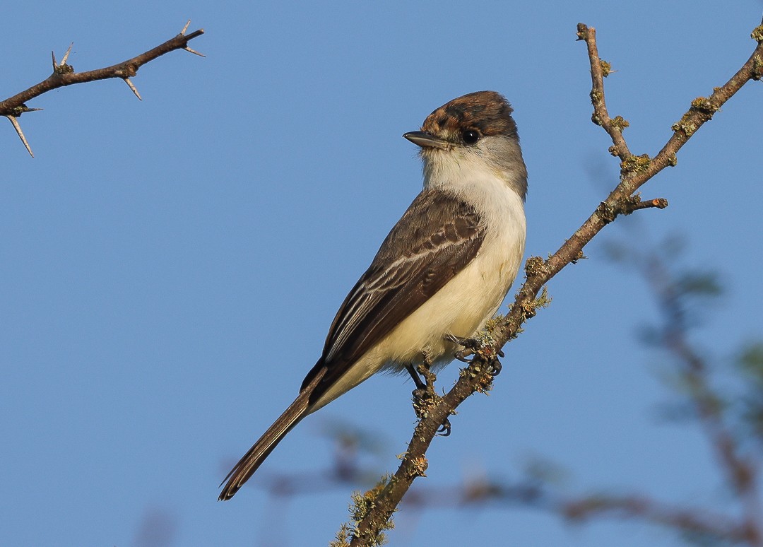 White-naped Xenopsaris - ML602258521