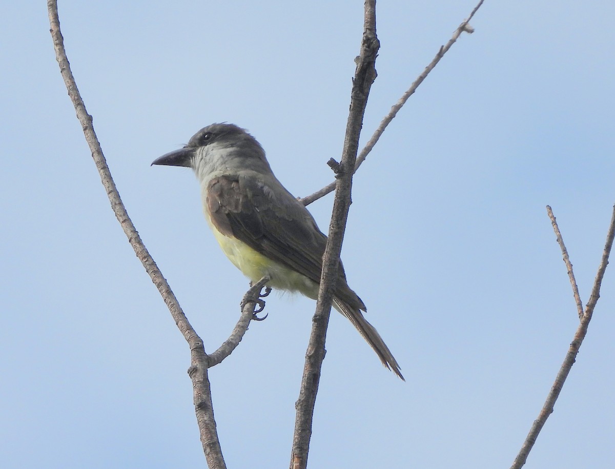 Dickschnabel-Königstyrann - ML602258571