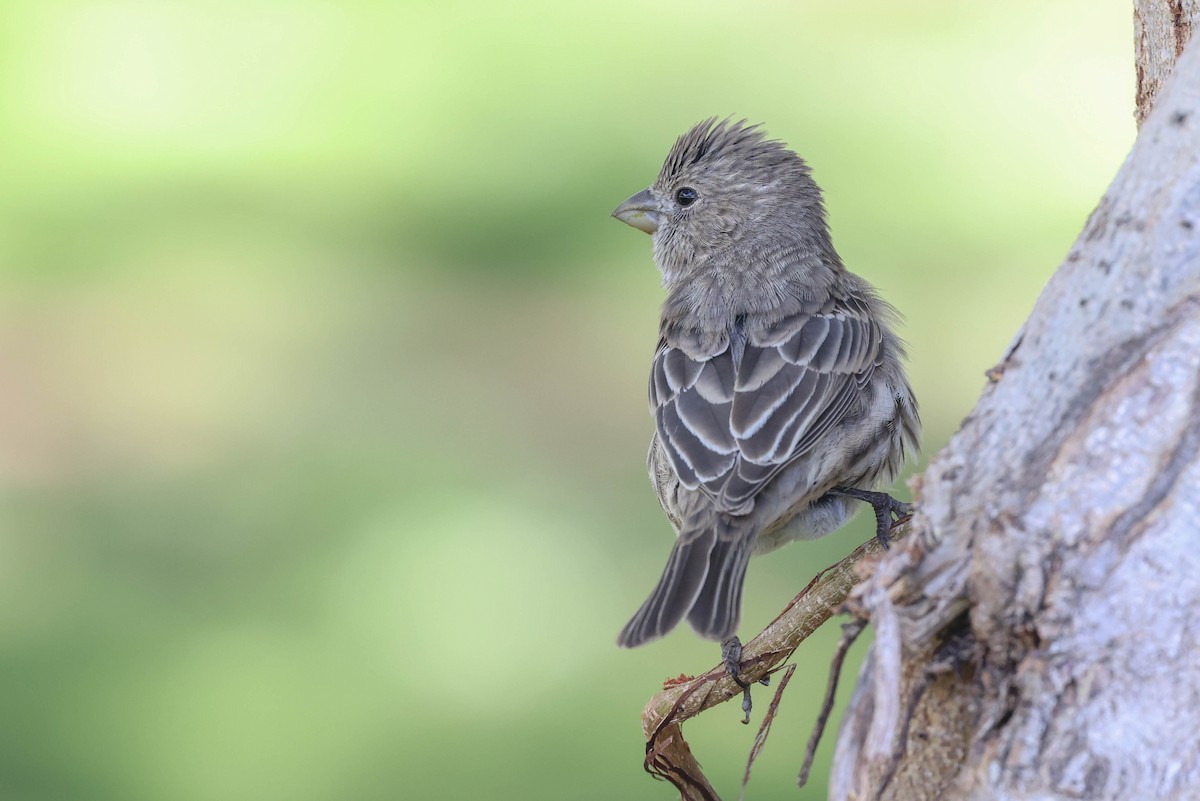 House Finch - ML602258971