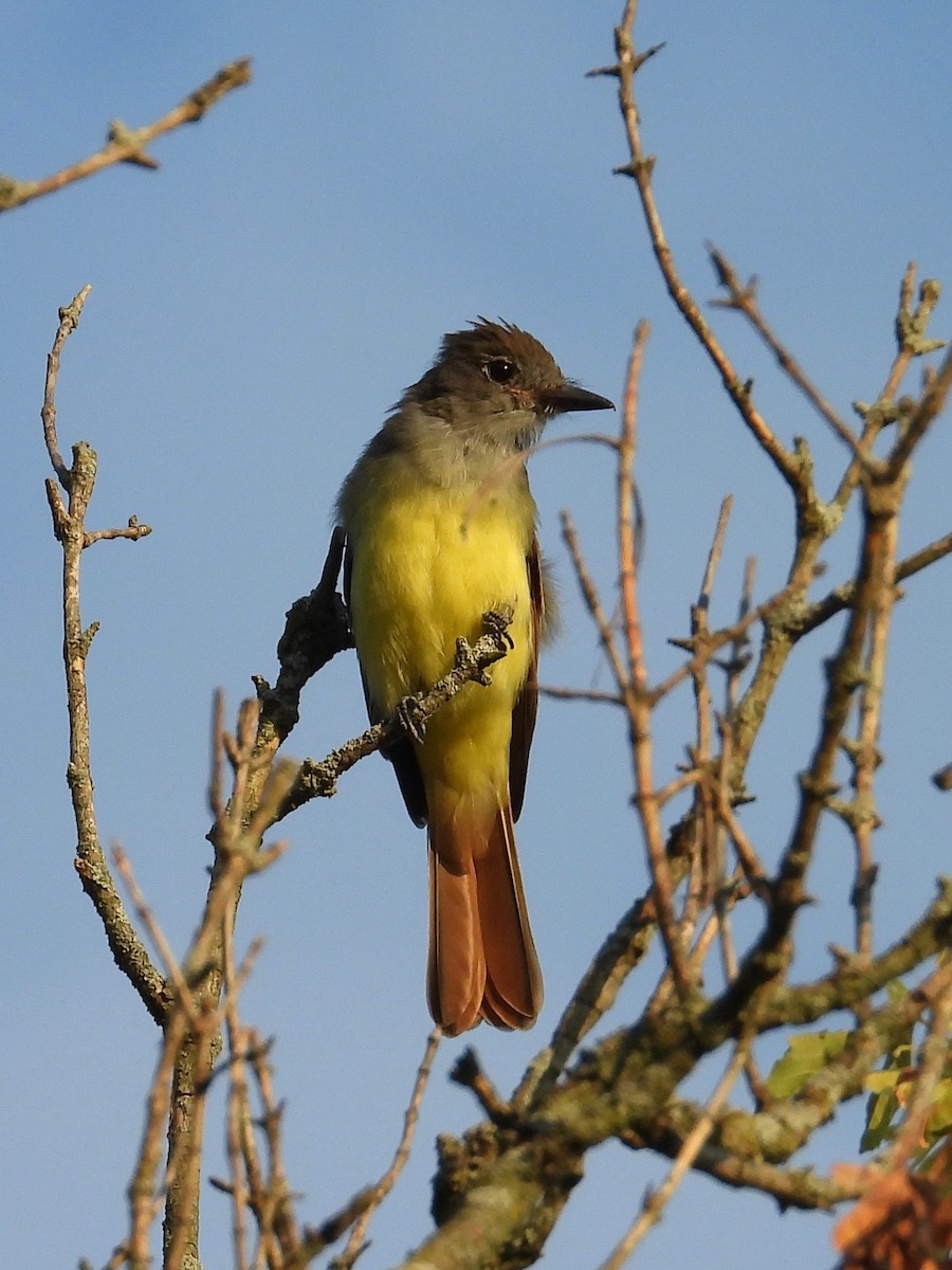 Great Crested Flycatcher - Gordon Payne