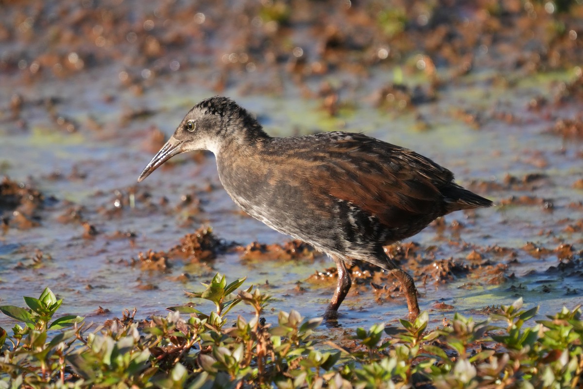 Virginia Rail - ML602259591