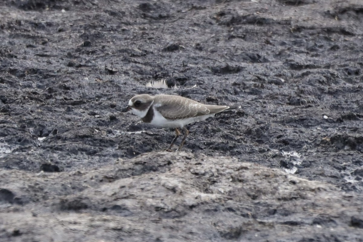 Semipalmated Plover - ML602259991