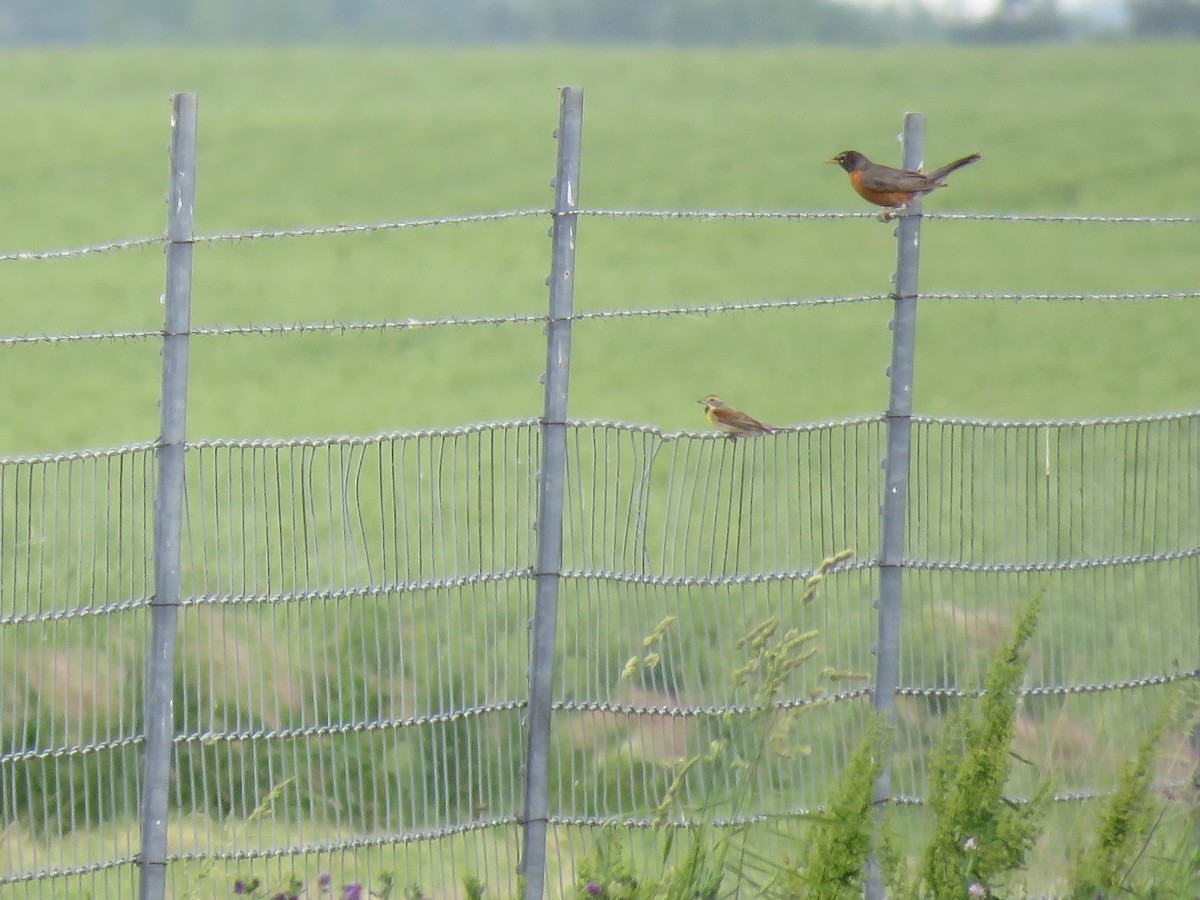 Dickcissel d'Amérique - ML60226211