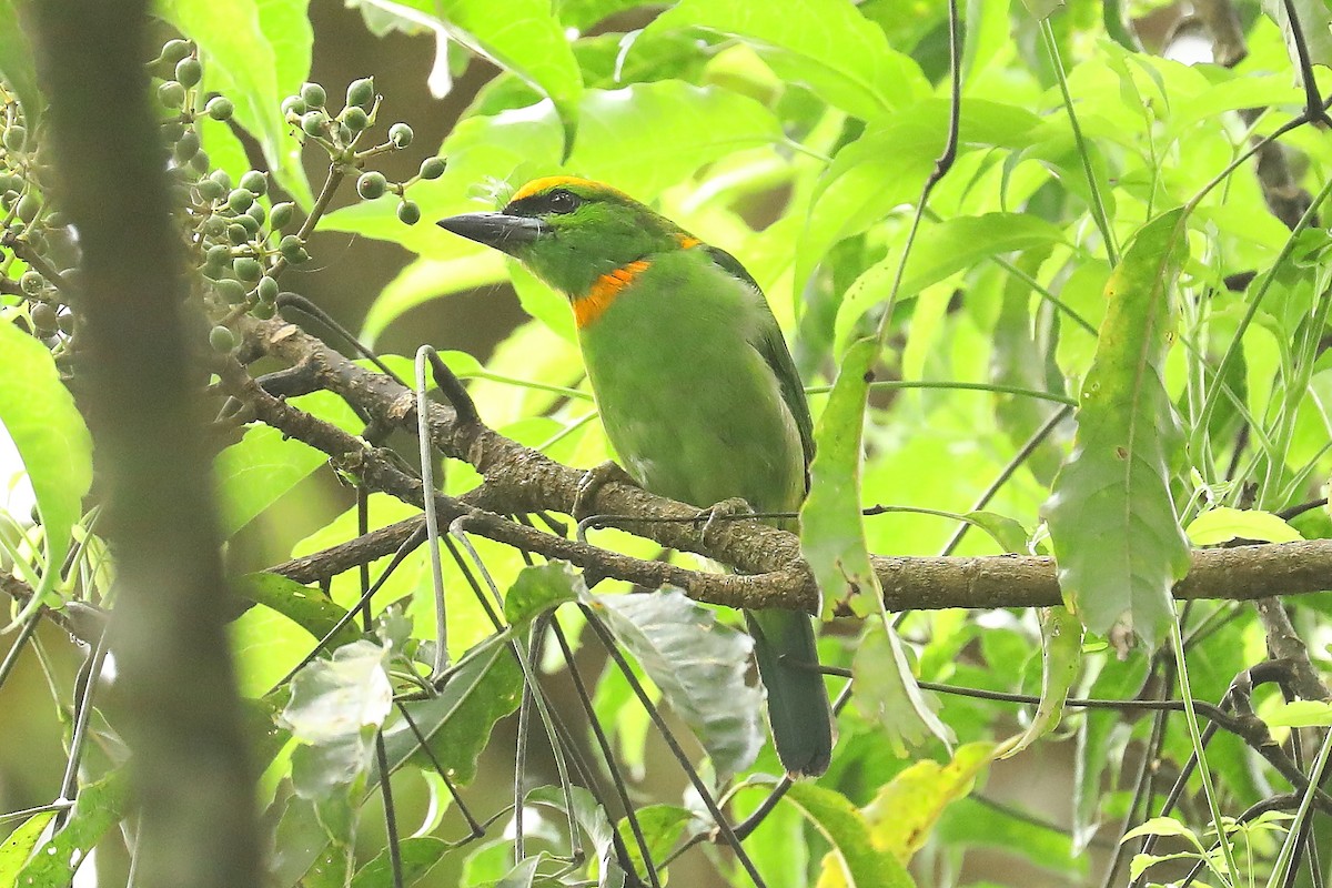 Flame-fronted Barbet - ML602262641