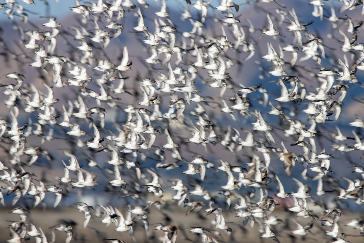 Western Sandpiper - Tristan Yoo