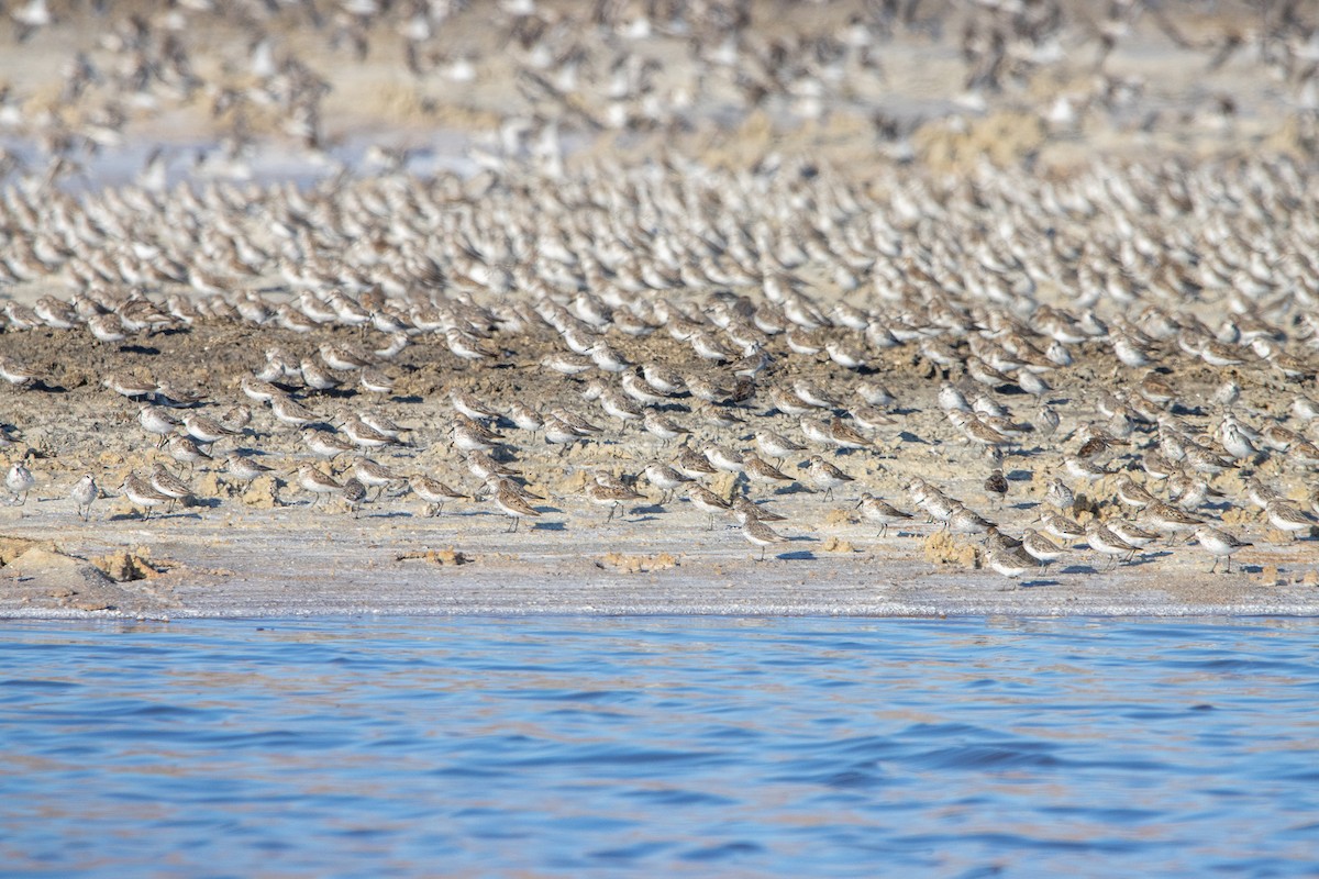 Western Sandpiper - ML602263041