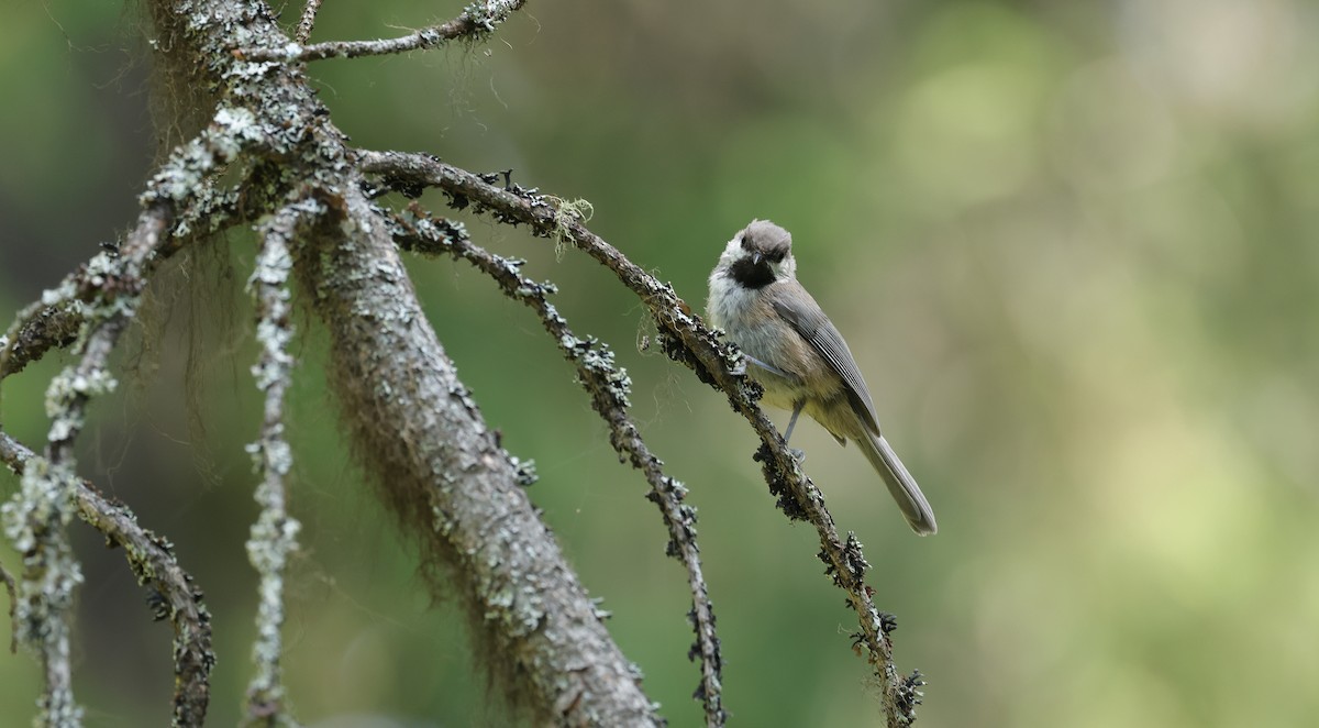 Boreal Chickadee - ML602263141